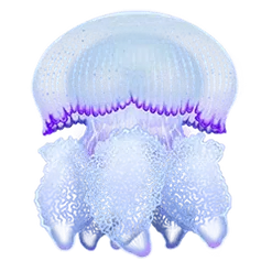 icon 4