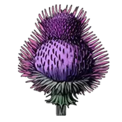 icon 7