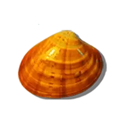 icon 7