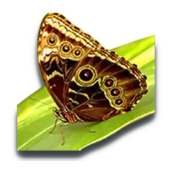 icon 6