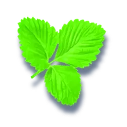icon 9