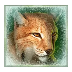 icon 5