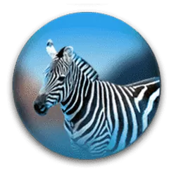 icon 4