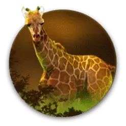 icon 2
