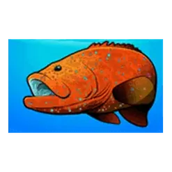 icon 2