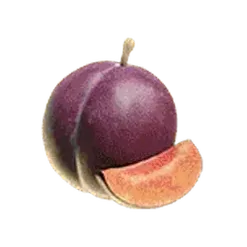 icon 6
