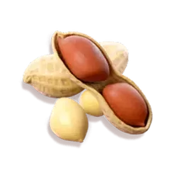 icon 6