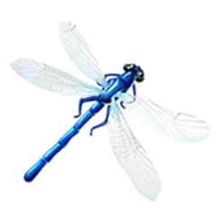 icon 5