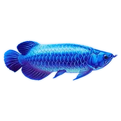 icon 5