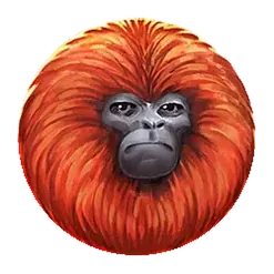 icon 5