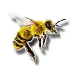 icon 5