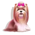 icon 2