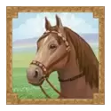 icon 5