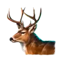 icon 4