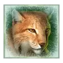 icon 5