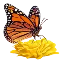 icon 10