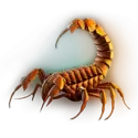 icon 9