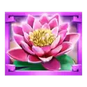 icon 5