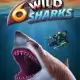 6 Wild Sharks