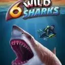 6 Wild Sharks