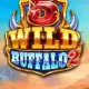 5 Wild Buffalo 2