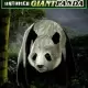 Untamed – Giant Panda