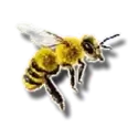 icon 5