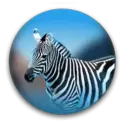 icon 4