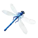 icon 5