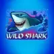 Wild Shark