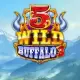 5 Wild Buffalo 3