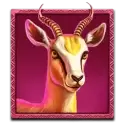 icon 5