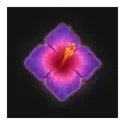 icon 6