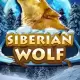 Siberian Wolf