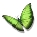 icon 5