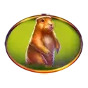 icon 5