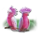 icon 6