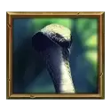 icon 5