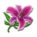 icon 6