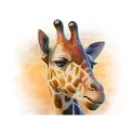icon 5