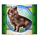 icon 5