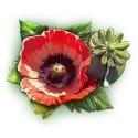 icon 9