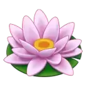 icon 5