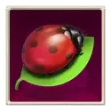icon 4