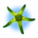 icon 9