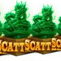 Bonus Free Spins Feature