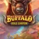 Buffalo Gold Canyon