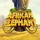 African Elephant