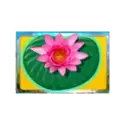 icon 11