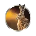 icon 4